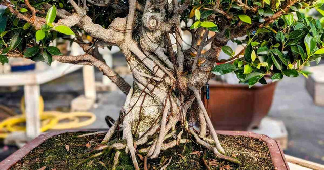 indoor juniper bonsai tree Gorgeous Juniper Bonsai