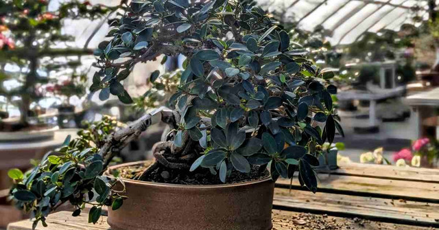 Ficus Bonsai Tree Care Guide: The Ultimate Care Guide