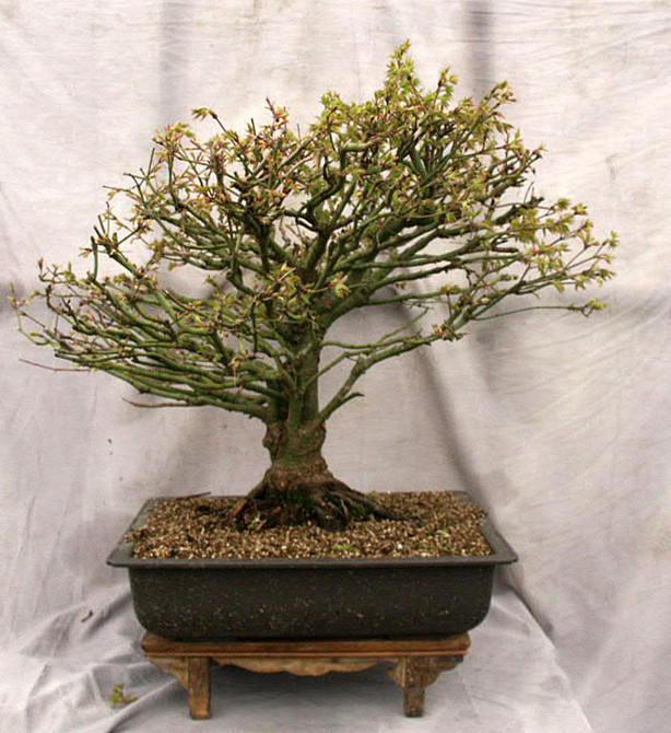 21" Specimen Dwarf Japanese Maple Bonsai "Kiyo Hime" (8K1)