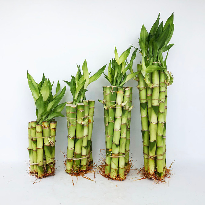 12 inch Straight Bamboo Stalks