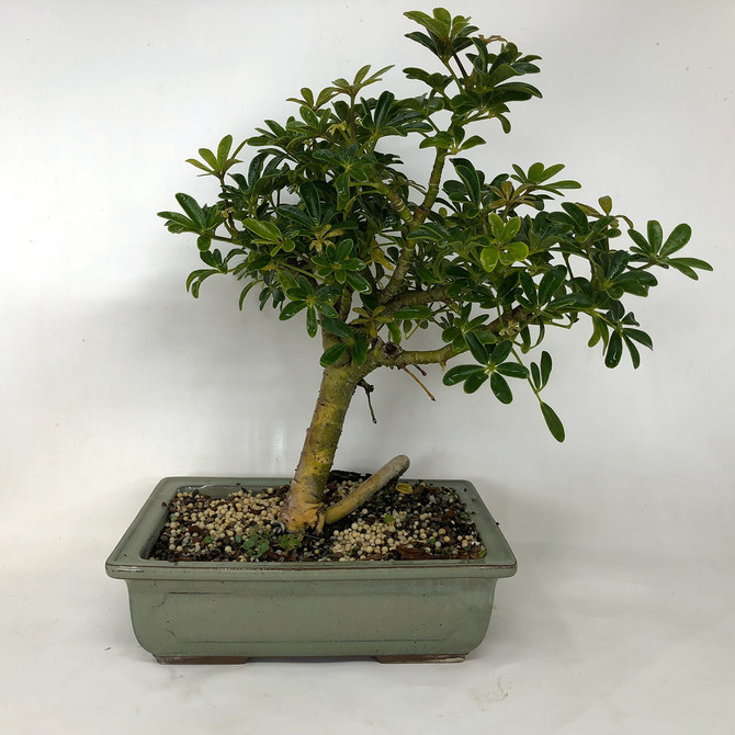 Elegant Hawaiian Umbrella Bonsai In Green Glazed Ceramic Pot. (TWEB478) FREE SHIPPING