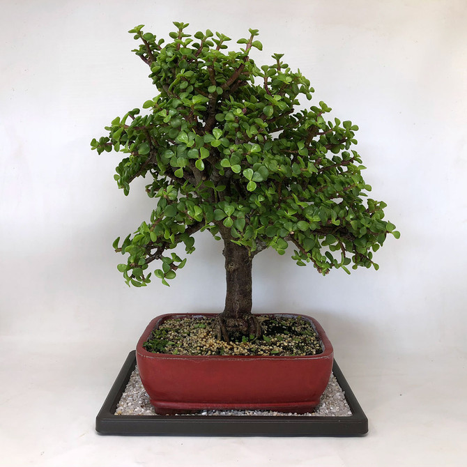 Refined Fat Trunk portulacaria afra Jade with movement (TWEB517) FREE SHIPPING