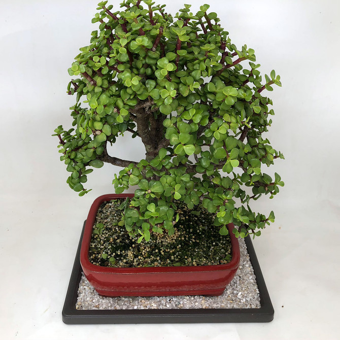 Refined portulacaria afra Jade with movement (TWEB532) FREE SHIPPING