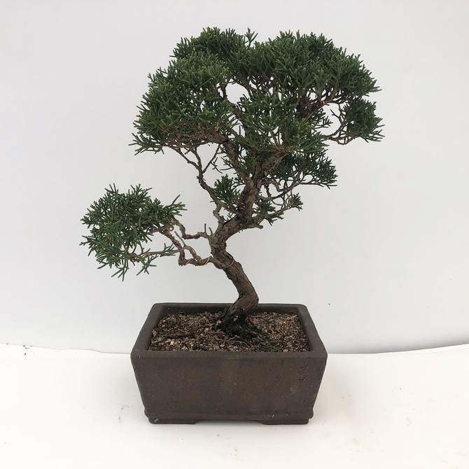 Elegant 12+ Year Old Shimpaku Juniper 'kishu' (WEB2023) FREE SHIPPING