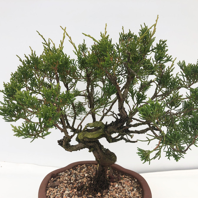 20+ Year Old Shimpaku Juniper 'kishu' (WEB2025) FREE SHIPPING