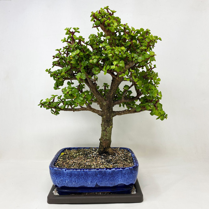 Good Branching portulacaria afra Jade In Glazed Pot (TWEB574) FREE SHIPPING