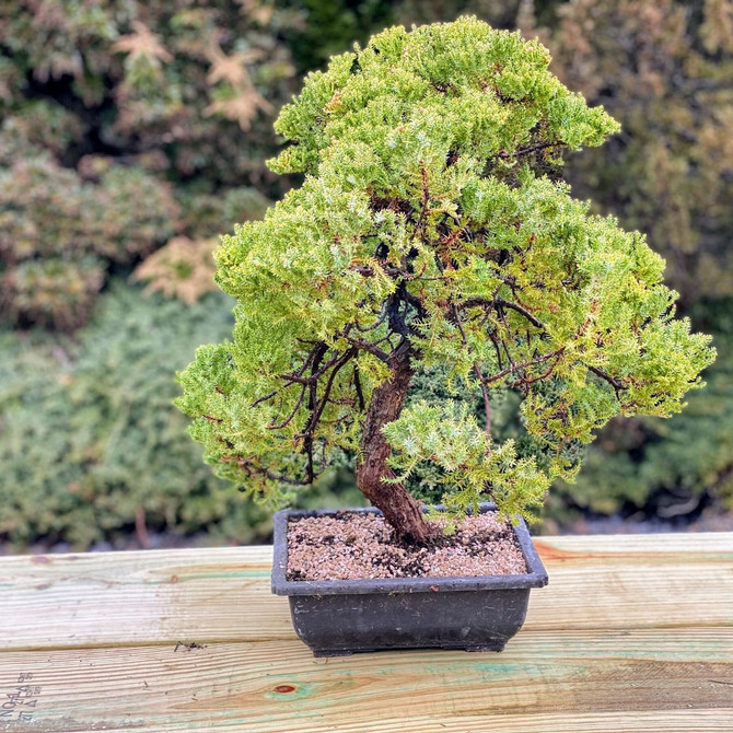 15+ Year Old Upright Pot Grown San Jose Juniper (WEB3529) - FREE SHIPPING