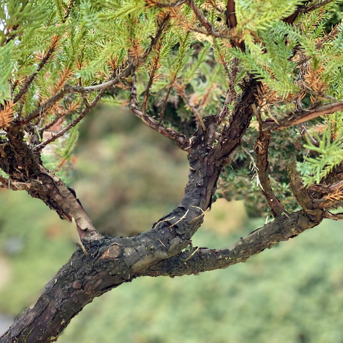 15+ Year Old Upright Pot Grown San Jose Juniper (WEB3530) - FREE SHIPPING