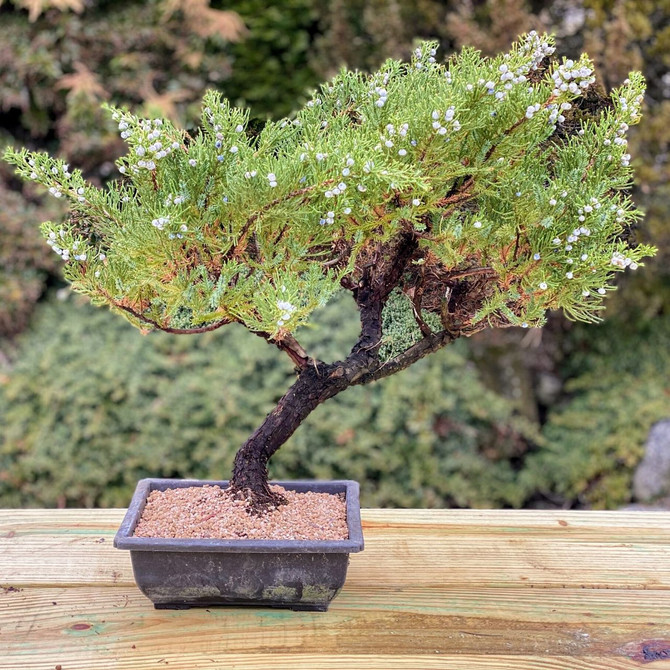 15+ Year Old Upright Pot Grown San Jose Juniper (WEB3530) - FREE SHIPPING