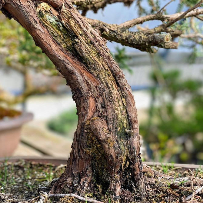 3" Trunk Variegated Procumbens Juniper. Old Stock with beautiful foliage. (WEB1440)