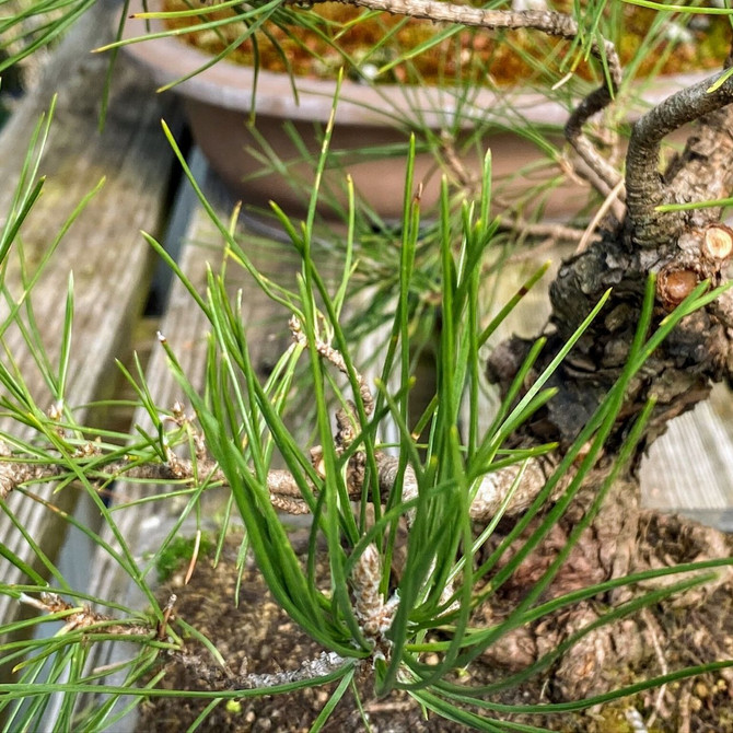 Japanese Black Pine with 2.25" Trunk Training Pot (Web1712) - FREE SHIPPING