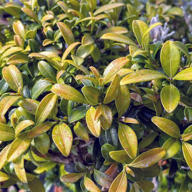 Beautiful Kingsville Boxwood in Yixing Ceramic Pot (WEB1702)