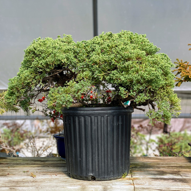 Pre-Bonsai Pot Grown Junipers (procumbens nana). (WEB1525) FREE SHIPPING