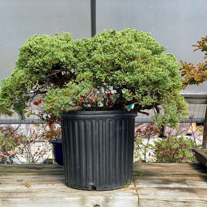 Pre-Bonsai Pot Grown Junipers (procumbens nana). (WEB1525) FREE SHIPPING