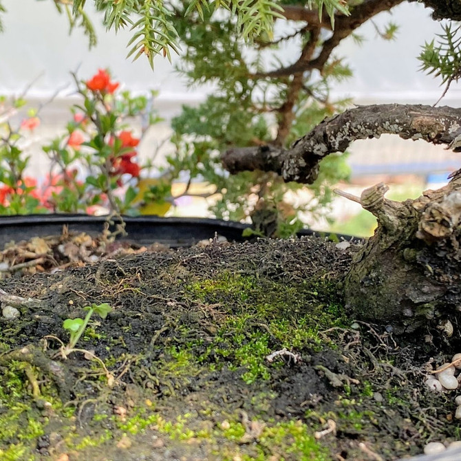 Pre-Bonsai Pot Grown Junipers (procumbens nana). (WEB1525) FREE SHIPPING