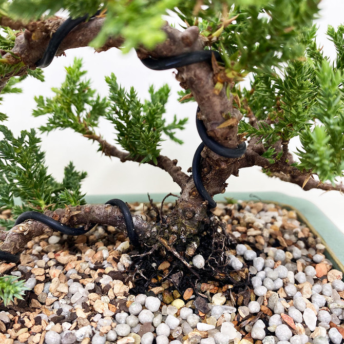 Classic & Full Canopy Windswept Juniper in Yixing Pot. (TWEB607) FREE SHIPPING