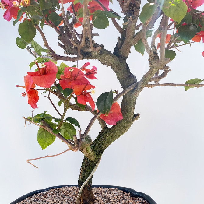 Tall Pink/Red Flowering Bougainvillea In Etched Ceramic Pot (TWEB608) - FREE SHIPPING