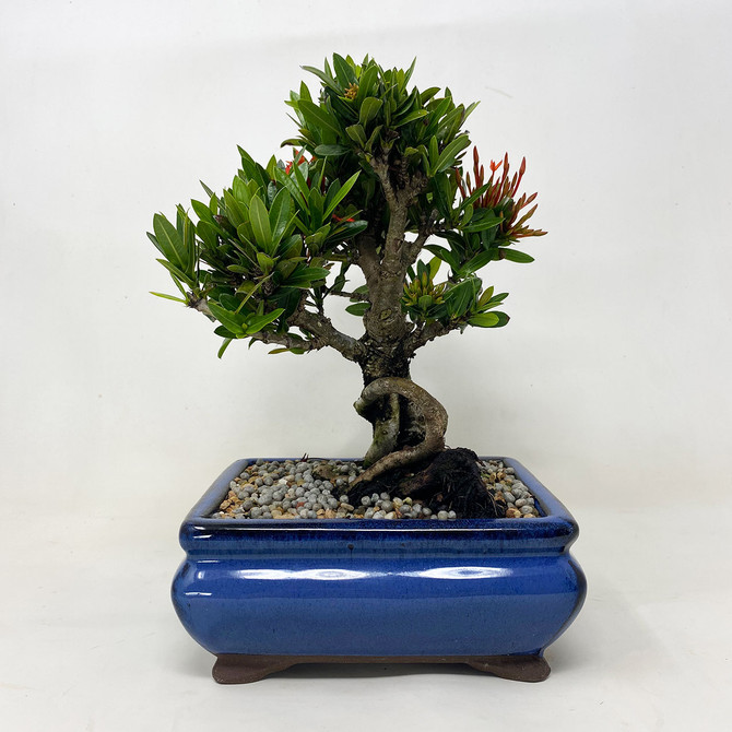 Flowering Dwarf Ixora with Long Lasting Flower In Glazed Ceramic Pot (TWEB618) FREE SHIPPING