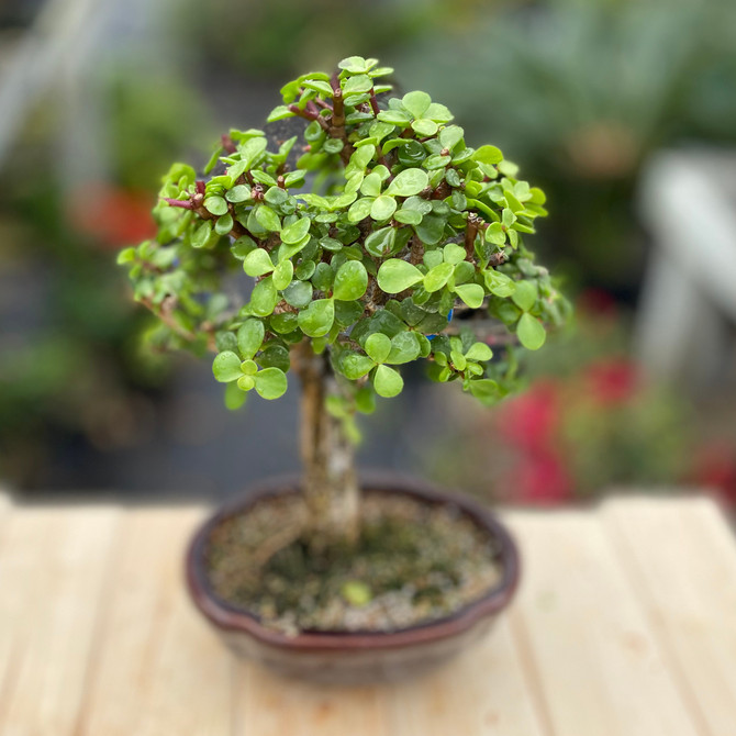 Rough Bark Window Jade In Glazed Ceramic Pot (WEB1092) - FREE SHIPPING