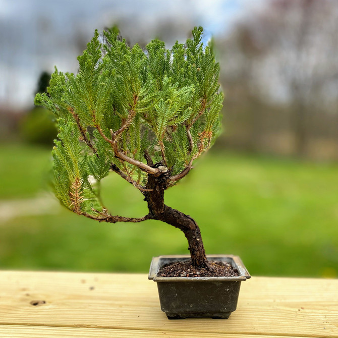 15+ Year Old Pot Grown San Jose Juniper in Ceramic Pot (WEB3576) - FREE SHIPPING