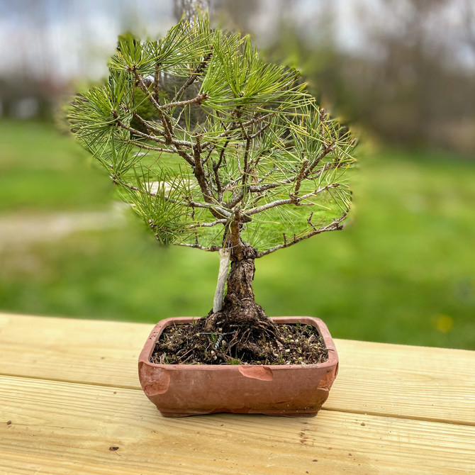 Japanese Black Pine with 1.25" Trunk Ceramic  Pot (Web3590) - FREE SHIPPING