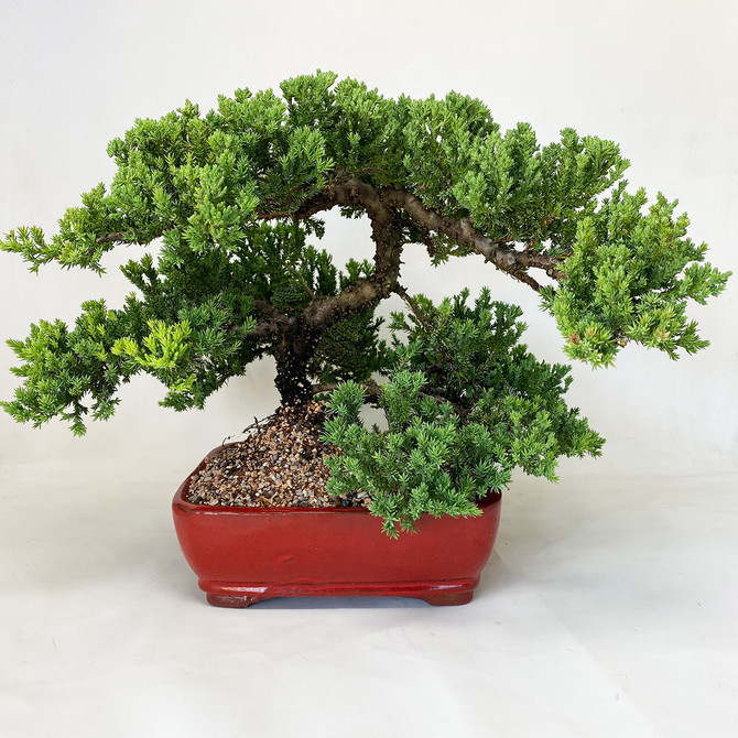 Classic & Full Canopy Juniper in Red Glazed Ceramic Pot. (TWEB648) FREE SHIPPING