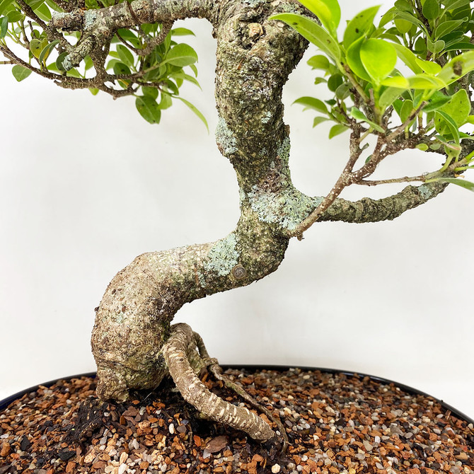 Mature Tiger Bark Ficus with s-curved trunk In Glazed Japanese Ceramic Pot (TWEB674) FREE SHIPPING