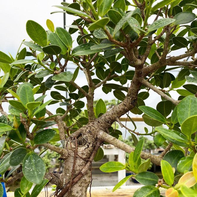 Green Island Ficus with Air Roots in a Glazed Japanese Ceramic Pot