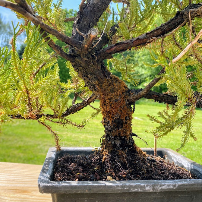 15+ Year Old Pot Grown San Jose Juniper in Ceramic Pot (WEB3605) - FREE SHIPPING