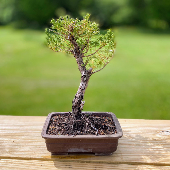 Pot Grown Shimpaku Juniper In Trainer Pot. (WEB3726) - FREE SHIPPING