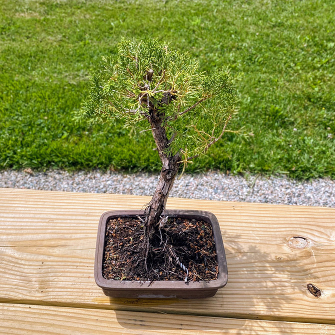 Pot Grown Shimpaku Juniper In Trainer Pot. (WEB3726) - FREE SHIPPING