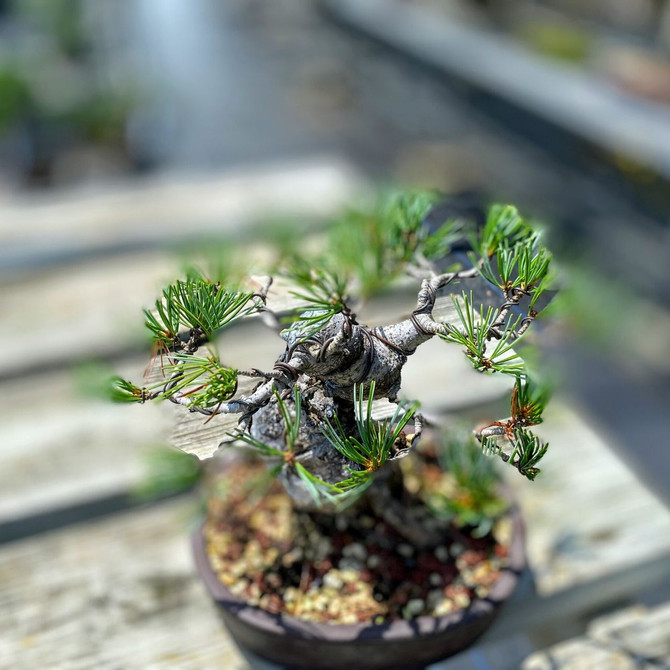 35+ Yr Old Imported Shohin Japanese White Pine (WEB3782) - FREE SHIPPING