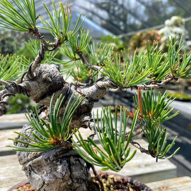 35+ Yr Old Imported Shohin Japanese White Pine (WEB3782) - FREE SHIPPING