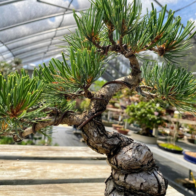 35+ Yr Old Imported Styled Japanese White Pine (WEB3786) - FREE SHIPPING