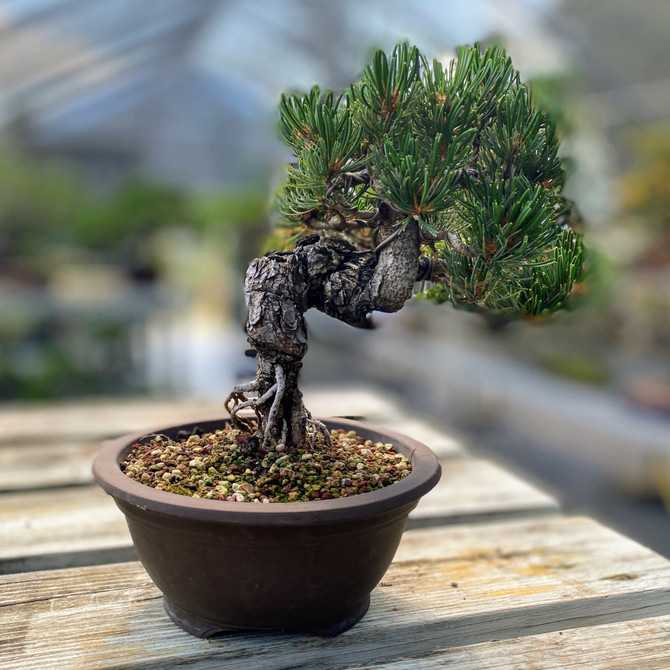 35+ Yr Old Imported Styled Japanese White Pine (WEB3790) - FREE SHIPPING