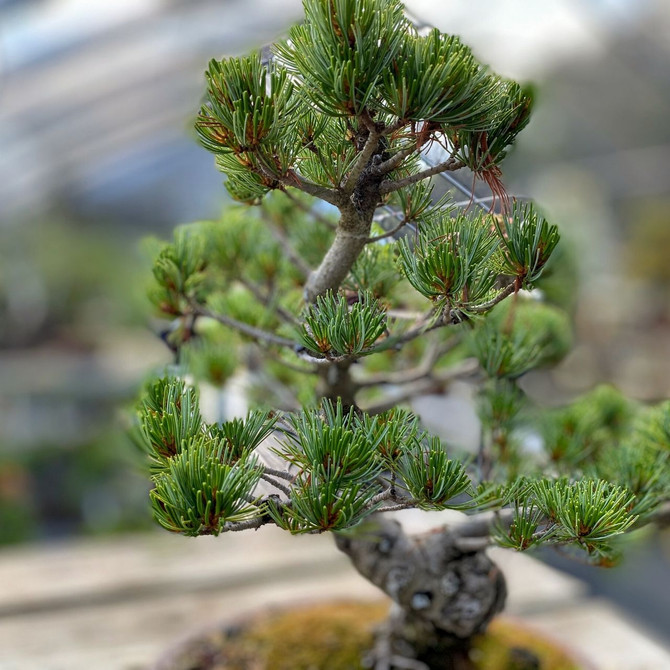 pine  Prairie Statesman Swiss Stone Pine