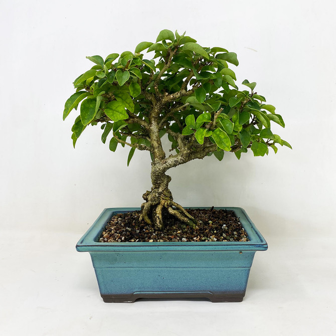 Flowering Parrot's Beak, or Gmelina is Famous for it's Duck Foot Leaves (TWEB699) FREE SHIPPING