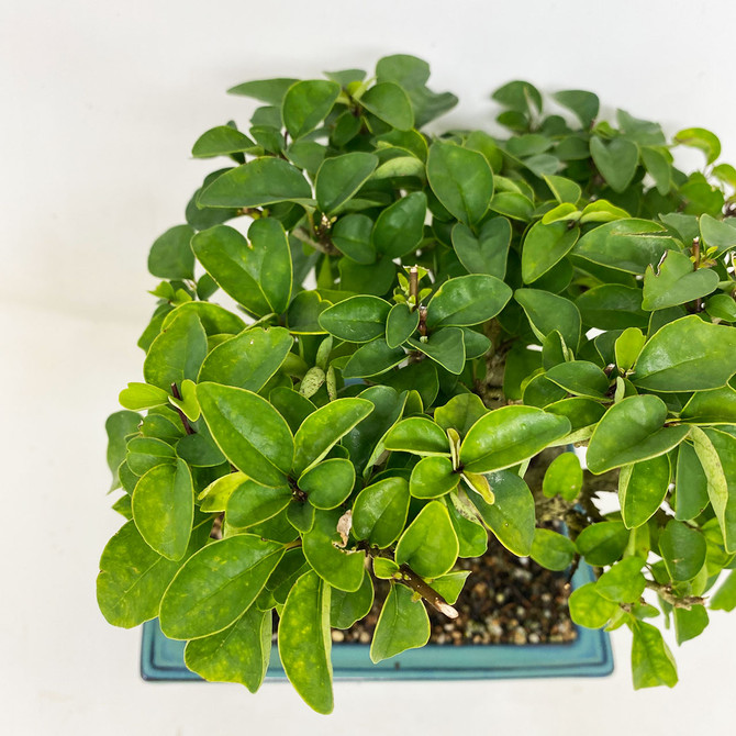 Flowering Parrot's Beak, or Gmelina is Famous for it's Duck Foot Leaves (TWEB699) FREE SHIPPING