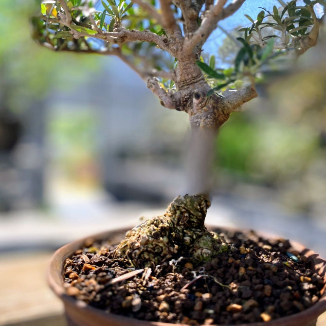 Old Olive Bonsai Tree I Bonsai Outlet | WEB3807