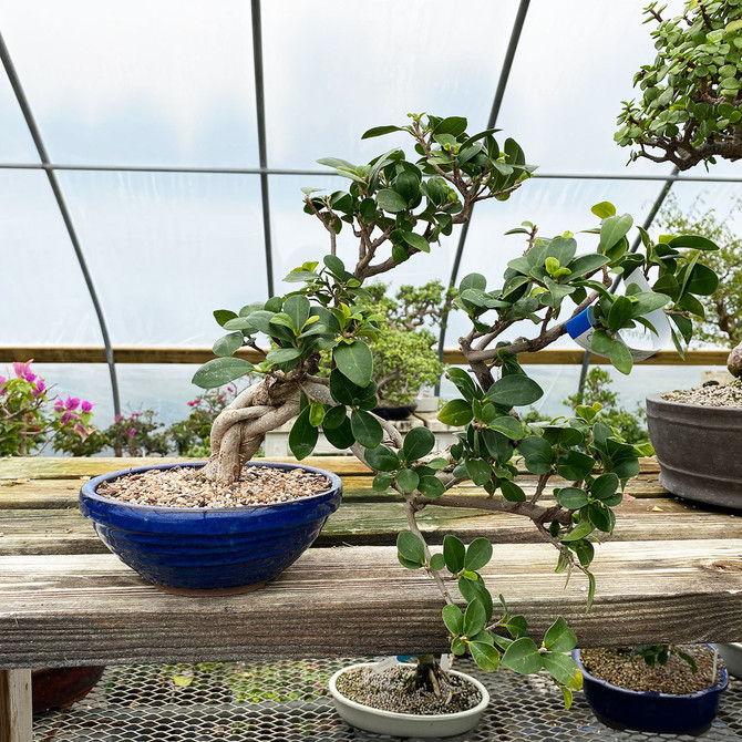 Cascading Green Island Ficus In Glazed Japanese Ceramic Pot