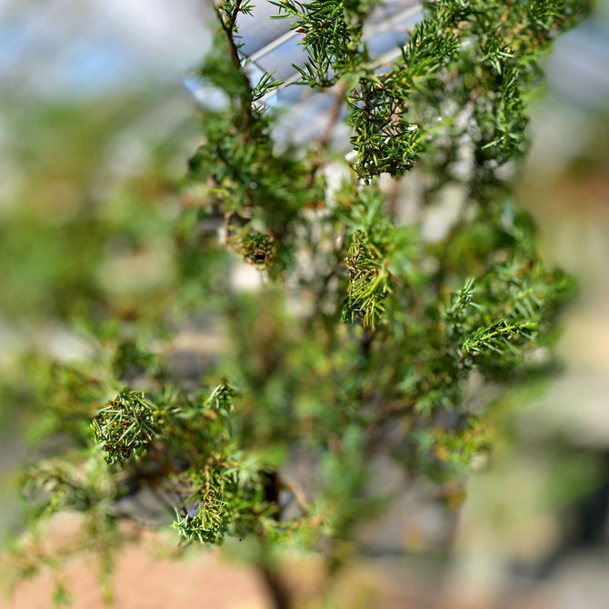 V Trunk Needle Juniper In Handmade Paul Olson Pot. (WEB3763) FREE SHIPPING