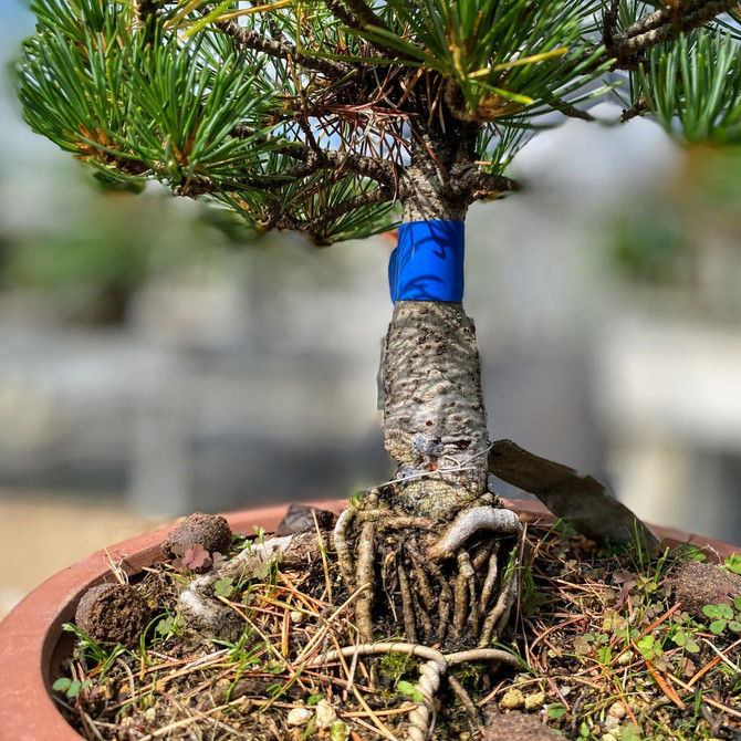 Japanese Five Needle White Pine In Ceramic Pot (WEB5NP11) - FREE SHIPPING