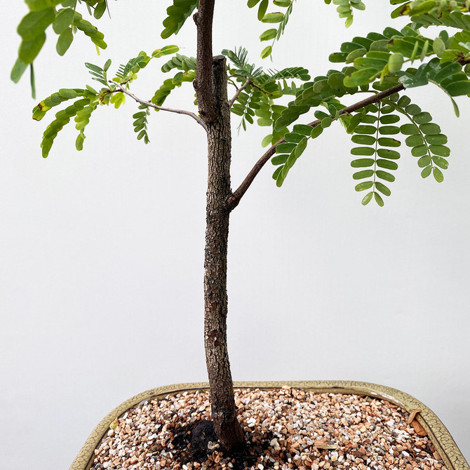 Tall Exotic Tamarind in a Ceramic Glazed Bonsai Pot (TWEB712) FREE SHIPPING