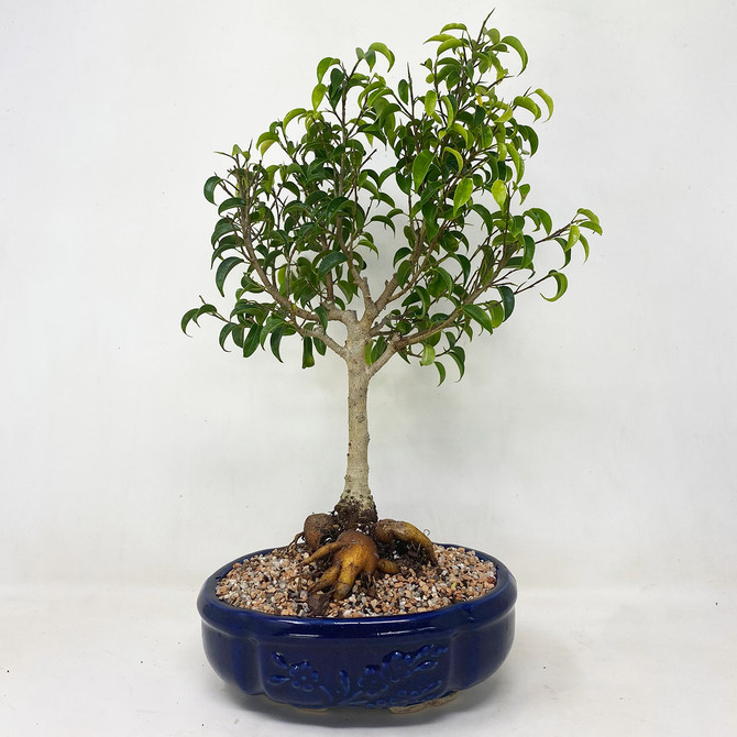 Seldom Seen Ficus Too Little in Glazed Etched Ceramic Pot. (TWEB745) FREE SHIPPING