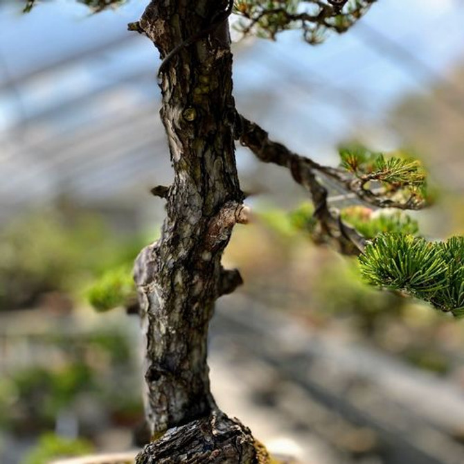 Imported Japanese White Pine "Five Needle
