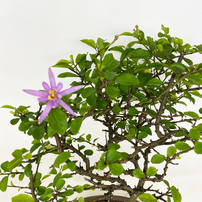 LAVENDER STAR FLOWER (Grewia Occidentalis) (TWEB788) FREE SHIPPING