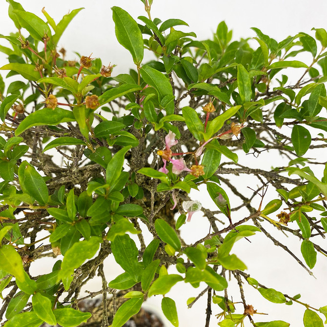 Twin Trunk Flowering Barbados Cherry - LOOK at that flowers! (TWEB791) FREE SHIPPING