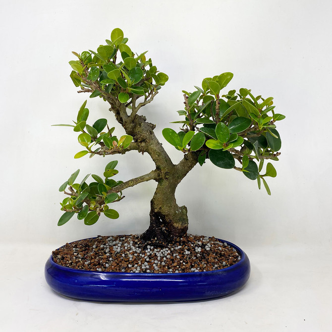 Fat Trunk Green Island Ficus with Dark Blue Glaze Ceramic Pot. (TWEB795) FREE SHIPPING