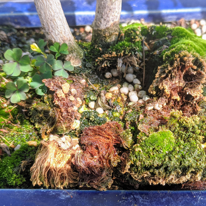 Twin Trunk Japanese Maple (WEB1655) - FREE SHIPPING