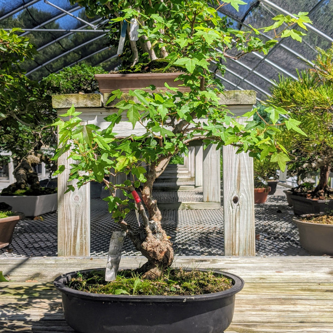 Pot Grown Root-Over-Rock Trident Maple (WEB3945) - Free Shipping